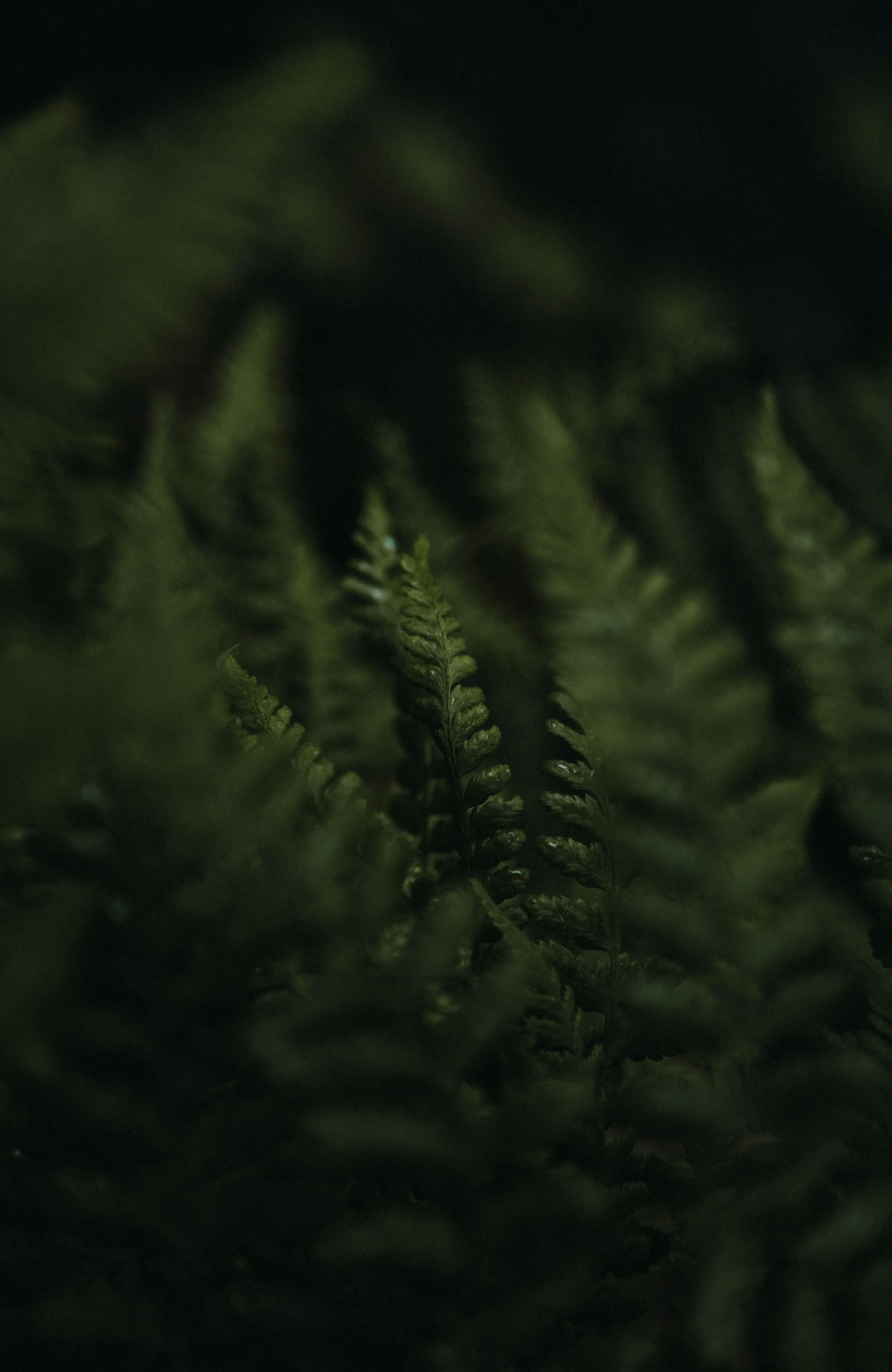 urban-forest-gallery-6